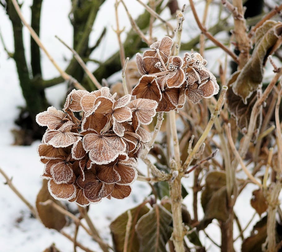 Winter, Ice, Hydrangea, Frozen, winter landscape, zing, nature HD wallpaper