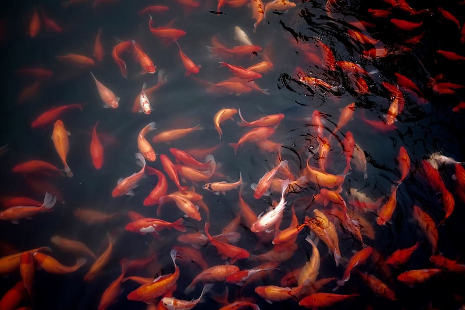 shoal of carps, goldfish, water, pond, aquatic animal, aquarium, HD wallpaper