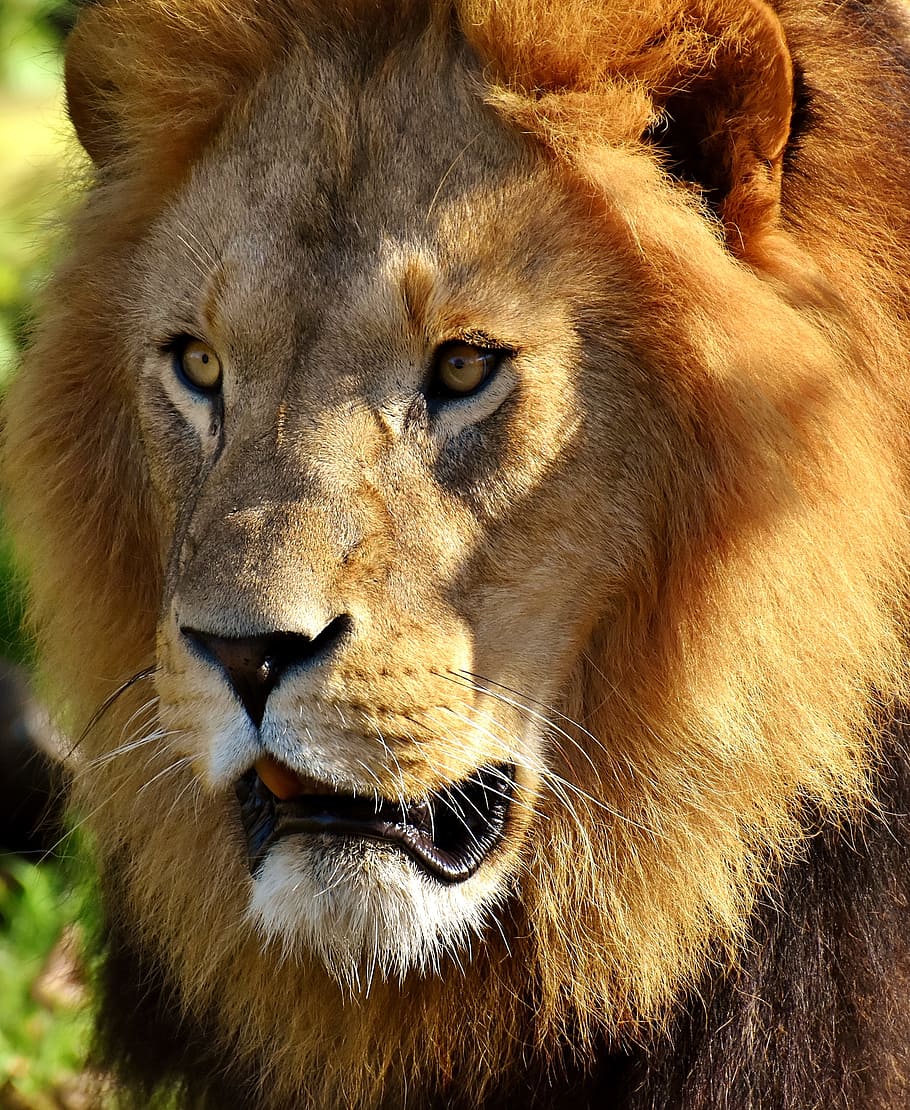 closeup photography of brown lion, predator, dangerous, mane HD wallpaper
