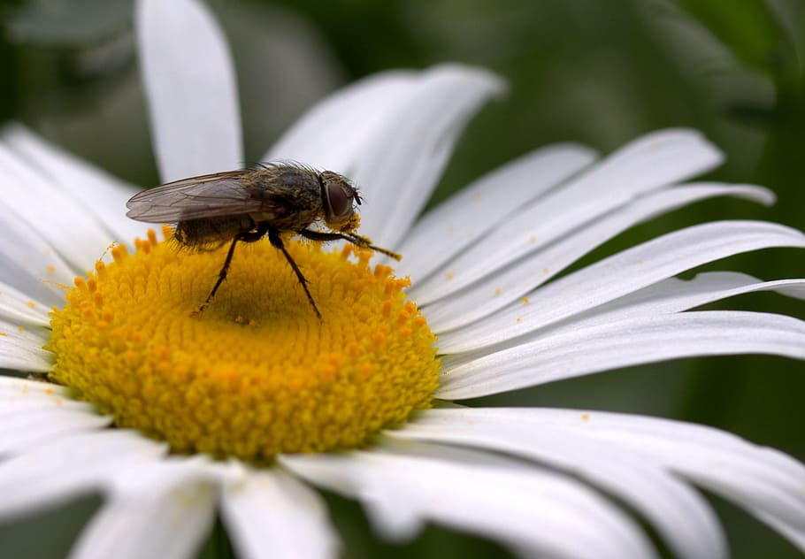 Fly, Daisy, Pollen, Work, Insecta, nature, flower, white, one animal HD wallpaper
