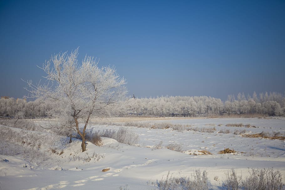 Snow, Tree, Winter, Cold, Nature, White, cold - Temperature HD wallpaper