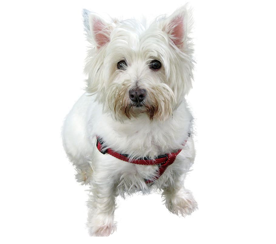 long-coated white dog, isolated, westhifhland terrier, close