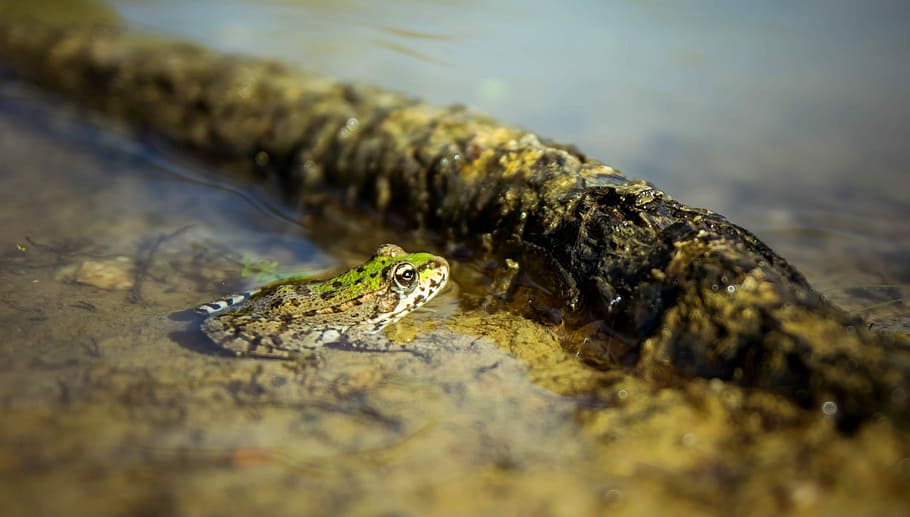 frog, nature, amphibians, green frog, animal themes, animal wildlife, HD wallpaper