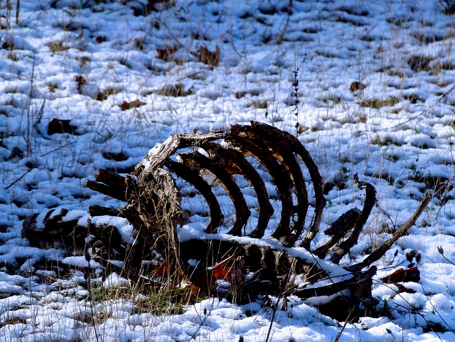 carcase, bones, deer, snow, cold temperature, winter, no people HD wallpaper