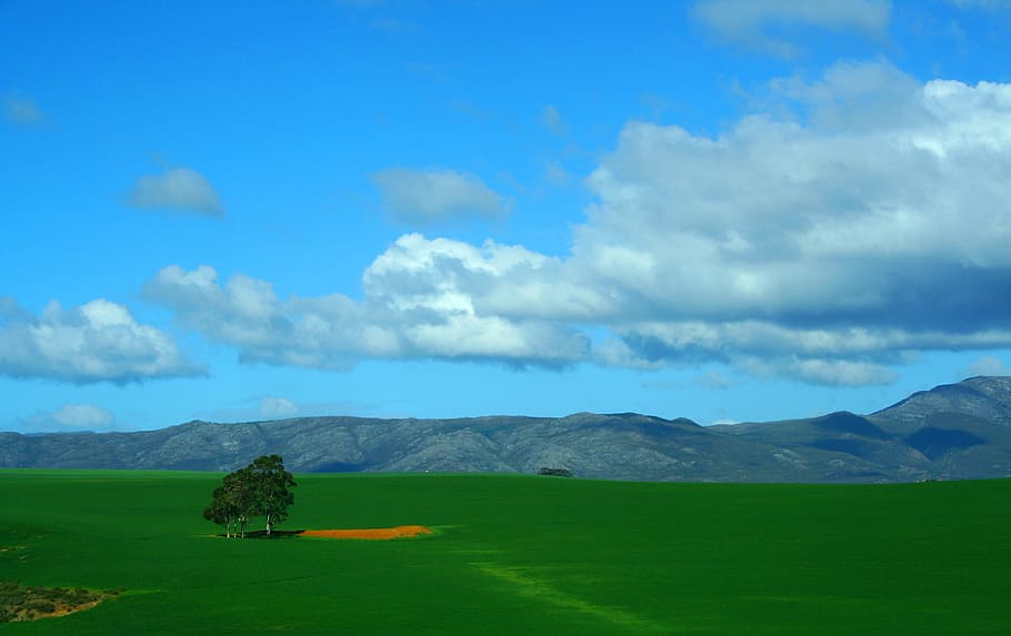 tree, lonely, grass, mountains, countryside, landscape, spring HD wallpaper