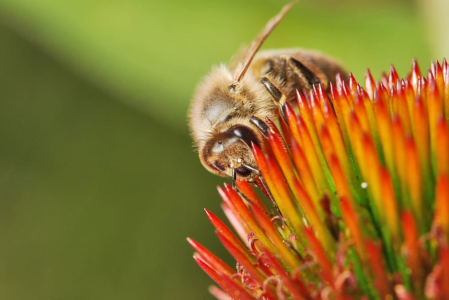 honeybee, nectar, pollen, insect, flower, macro, pollinate HD wallpaper