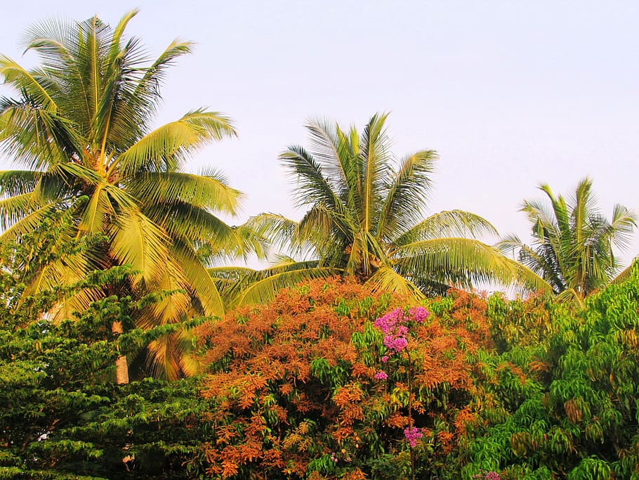 park, sadhankeri, trees, palms, coconut, flowering, cassia, HD wallpaper