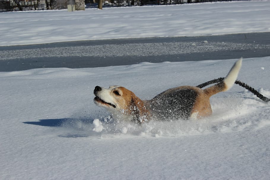 dog, snow, fun, beagle, run, romp, one animal, animal themes HD wallpaper