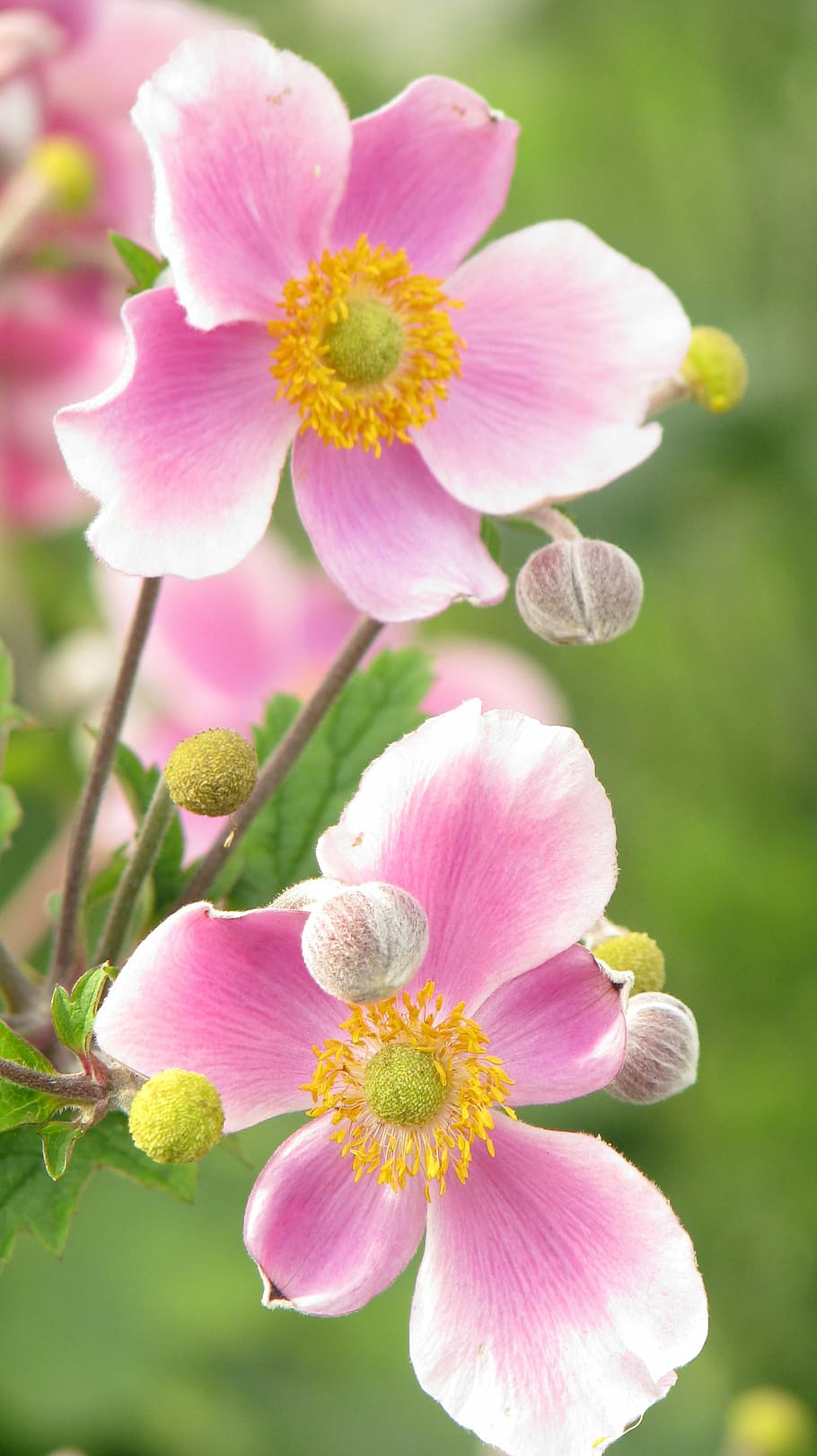 flower, spring, plant, nature, pink Color, close-up, beauty In Nature HD wallpaper