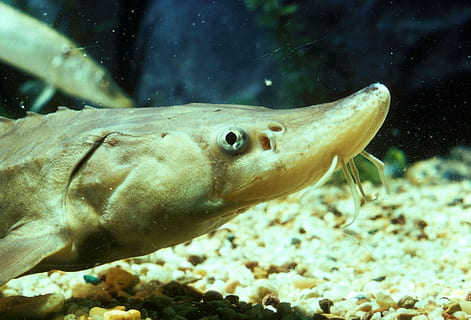 Hd Wallpaper Young Lake Sturgeon Acipenser Fulvescens Fish Photo Public Domain Wallpaper Flare