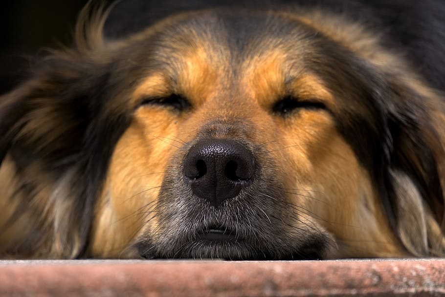 adult German shepherd, dog, nose, close, head, tired, sleep HD wallpaper