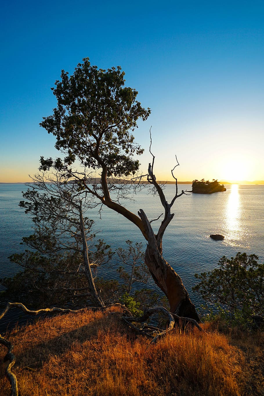 sunset, nature, summer, landscape, ocean, water, tree, plant HD wallpaper