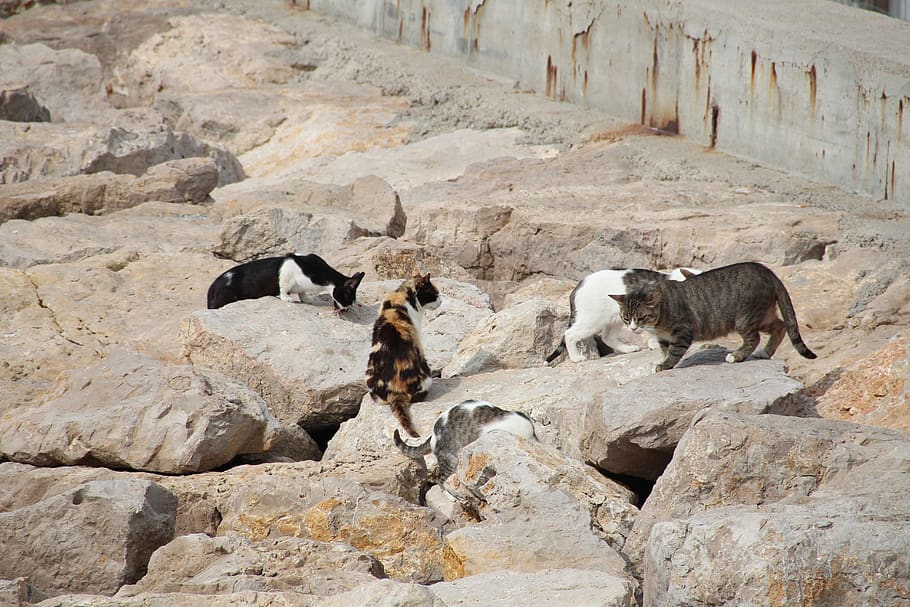 breakwater, cats, sitges, animal themes, mammal, group of animals, HD wallpaper