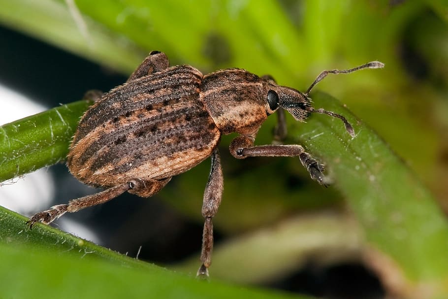 weevil, clover leaf, close up, insect, nature, bug, macro, plant HD wallpaper