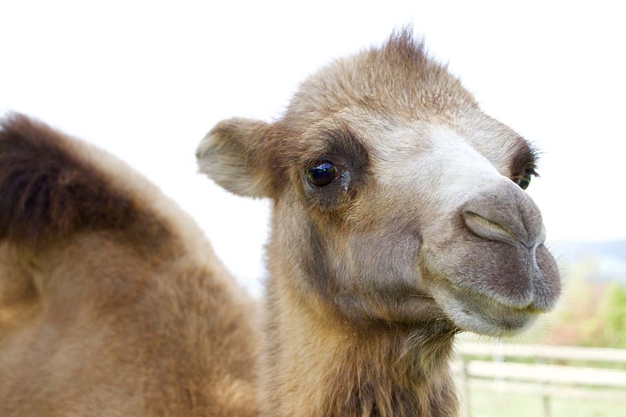 Animals, Camel, Head, Face, Fur, mammal, animals And Pets, animal body part HD wallpaper