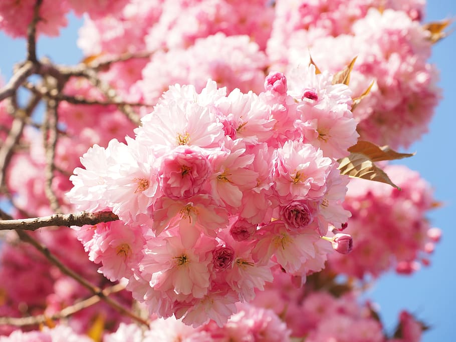 white and pink flower photography, cherry blossom, japanese cherry