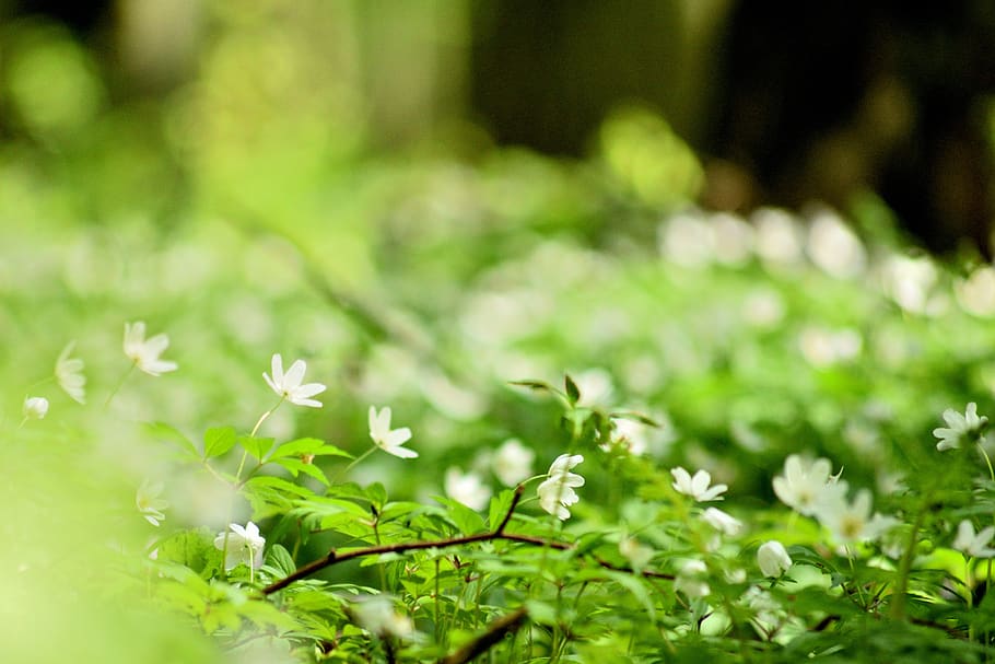 flower, macro, spring, green, forest, nature, plant, flowering plant HD wallpaper