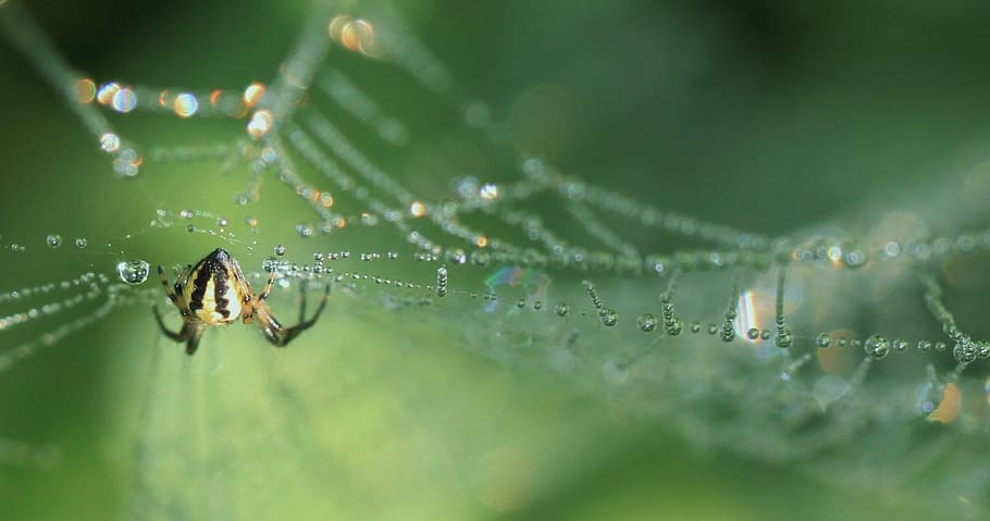 yellow and black spider on cobweb selective focus photography HD wallpaper