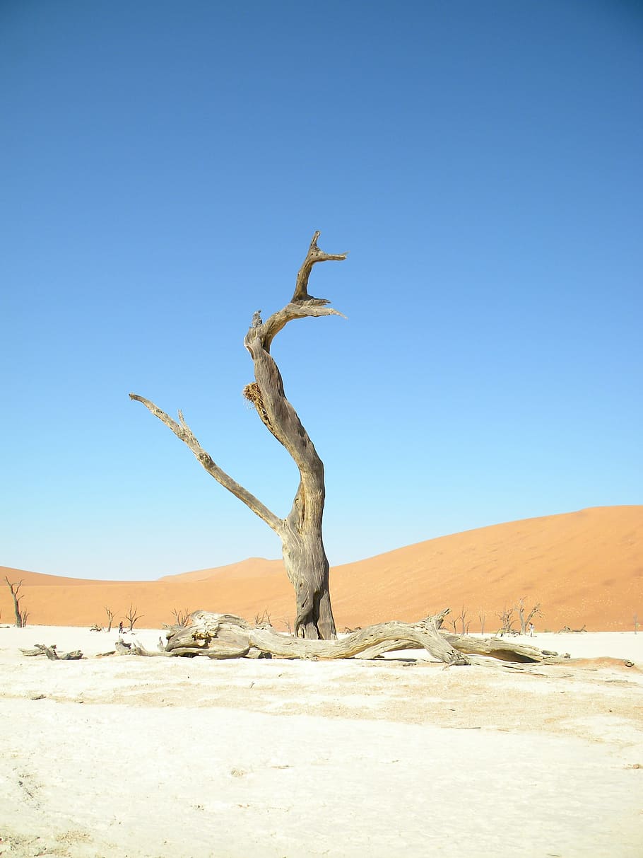 Blue, Sky, Namibia, Sossusvlei, dead, tree, grey, red, contrast HD wallpaper