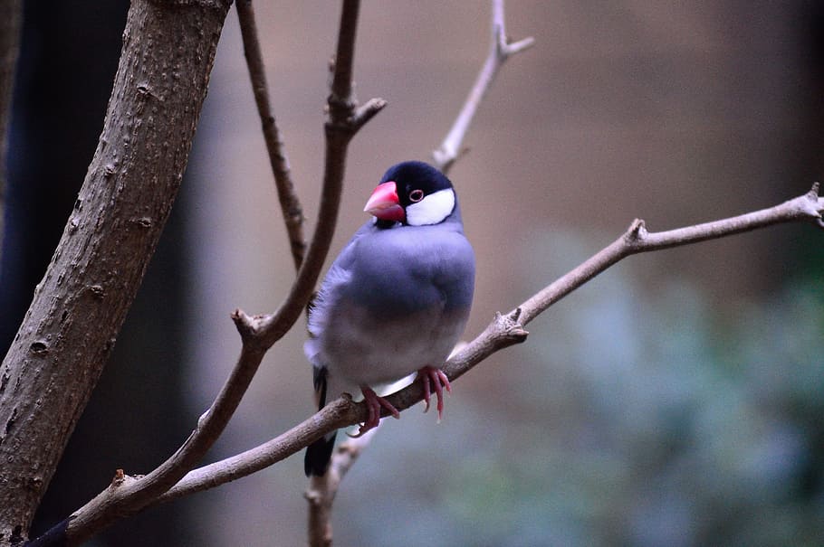 bird perched on branch, Java Sparrow, Exotic, Colorful, fly, wings