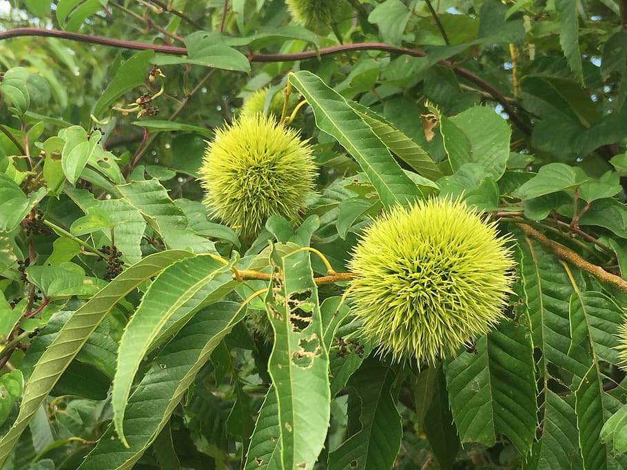 chestnut, blue chestnut, marron, green color, plant, growth
