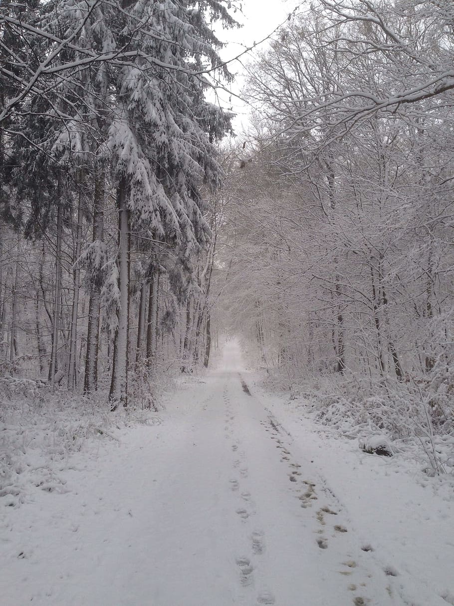 winter, snow, forest, away, forest path, trees, nature, wintry HD wallpaper