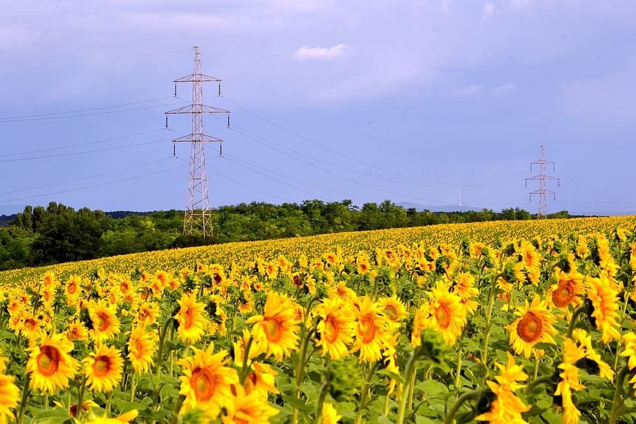 Sunflower, Transmission Line, Cloud, summer, tv-tower, agriculture, HD wallpaper