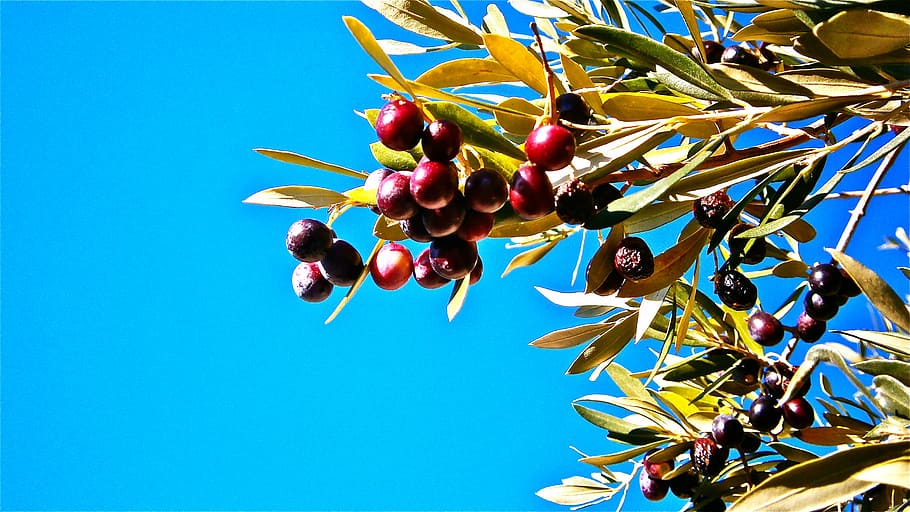 photography of fruit tree under calm sky, olives, olivas, vegetable HD wallpaper