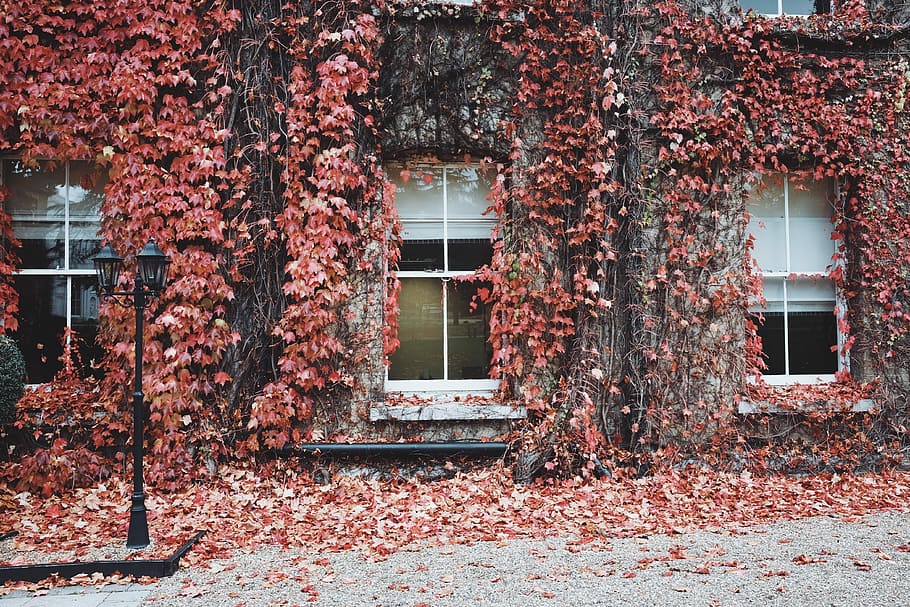 pink leaves covered in white house, red vine plant on building walls HD wallpaper