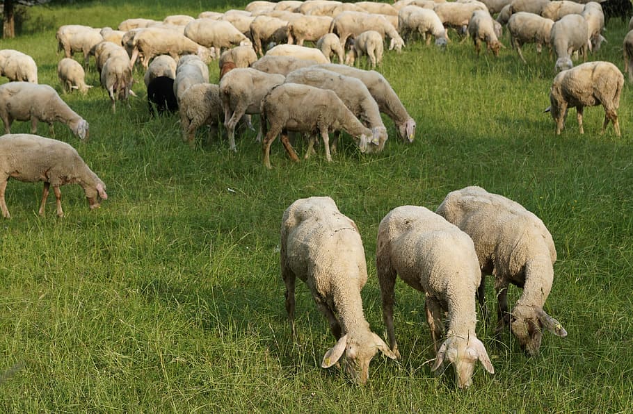 sheep, three, animals, nature, wool, bethlehem, mammal, livestock HD wallpaper