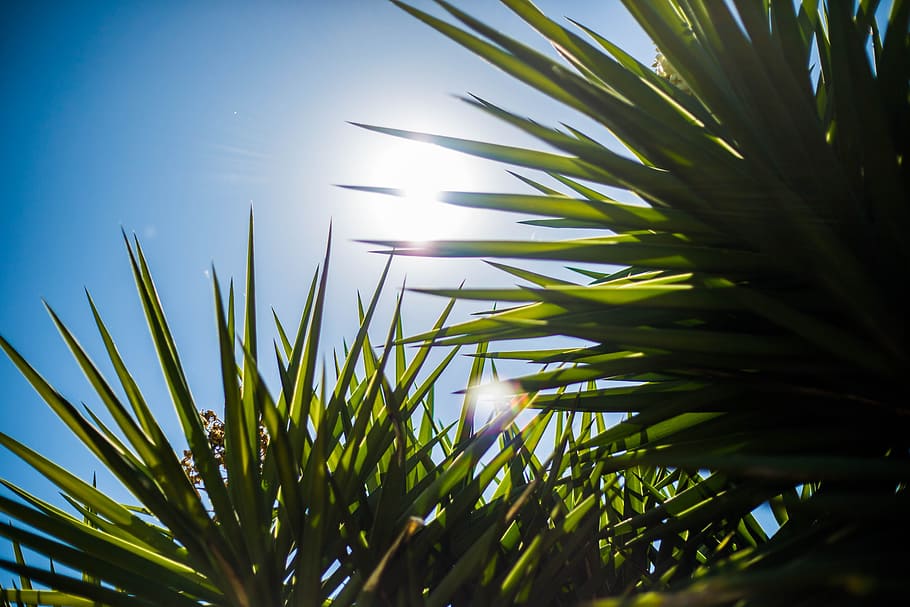 sol, direct, day, sky, plant, nature, growth, beauty in nature HD wallpaper