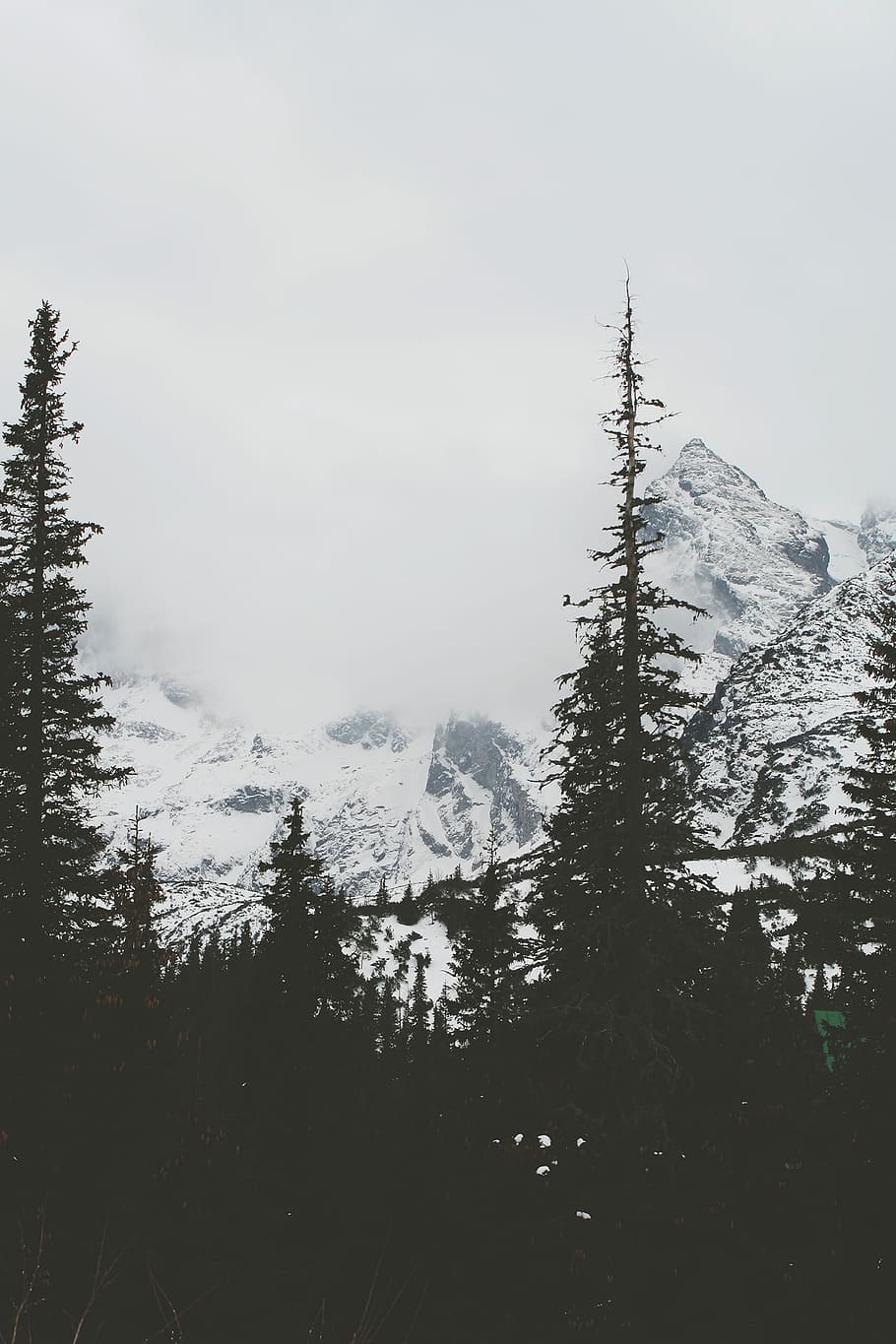 snow covered mountain near trees, mountains, nature, landscape HD wallpaper