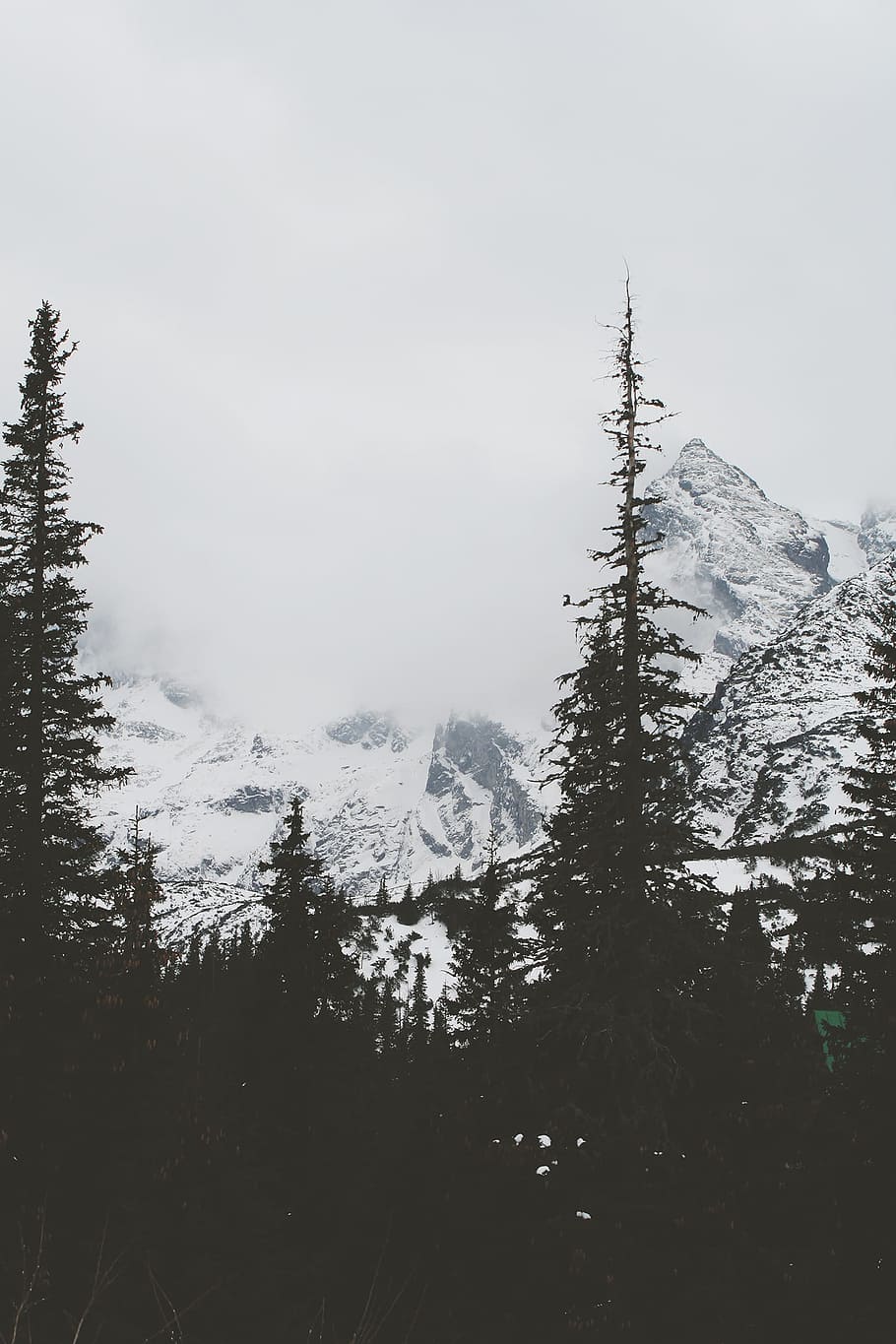 silhouette of trees and snowy mountains, silhouette of trees near snow covered mountain HD wallpaper