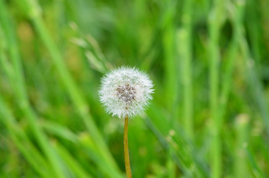 Nature, Dandelion, Weed, Seed, Flower, macro, blooming, head HD wallpaper