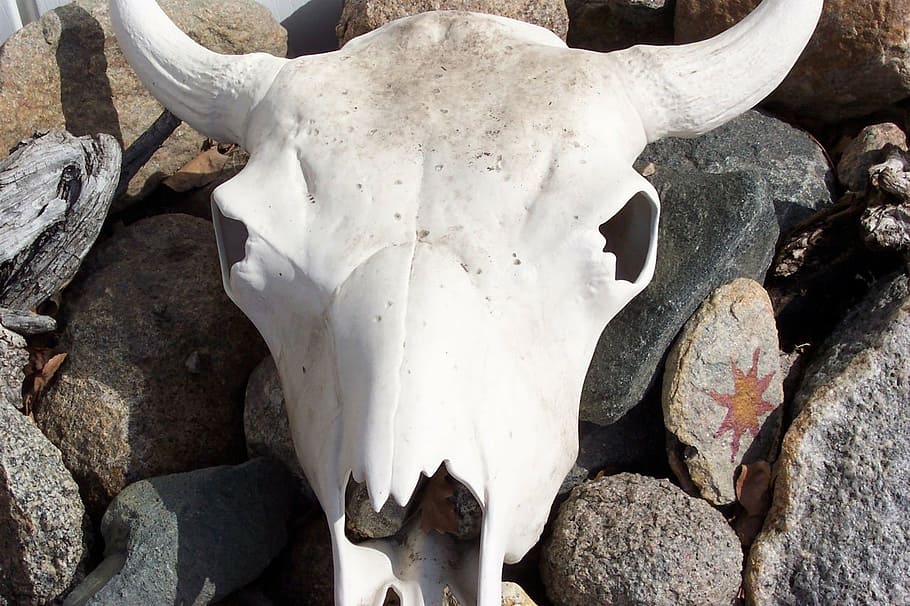 amimal skull on rocks during daytime, steer skull, cow skull, HD wallpaper