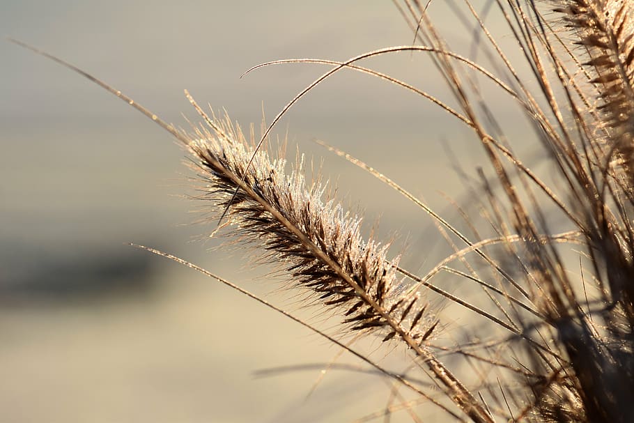 close up photo of brown grass, grasses, nature, plant, back light