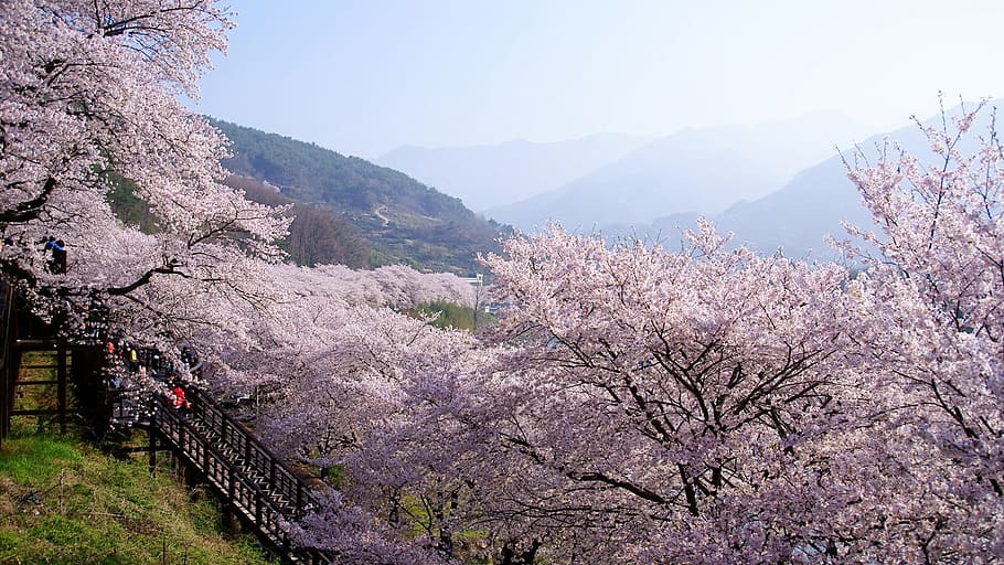 klitschko, whether or not, blossom, tree, plant, mountain, flower HD wallpaper