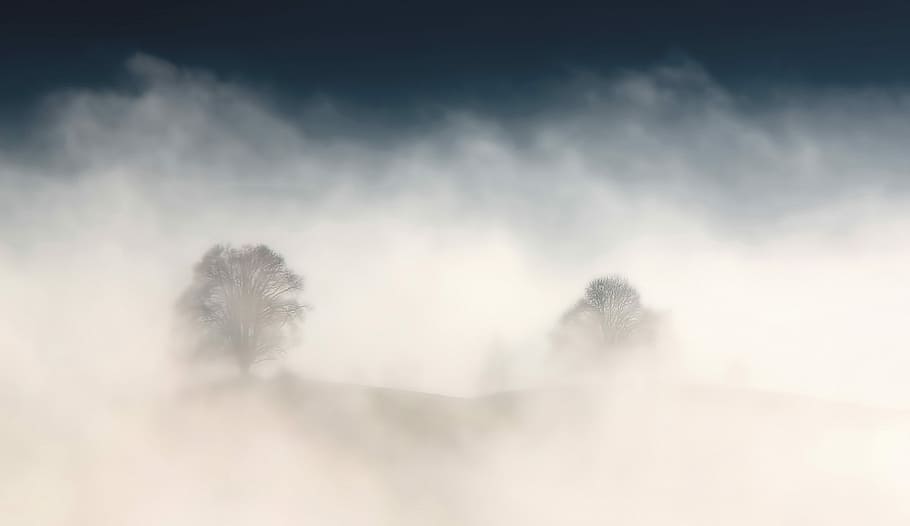 tree surrounded by fog, two trees with fogs, cloud, mist, foggy HD wallpaper
