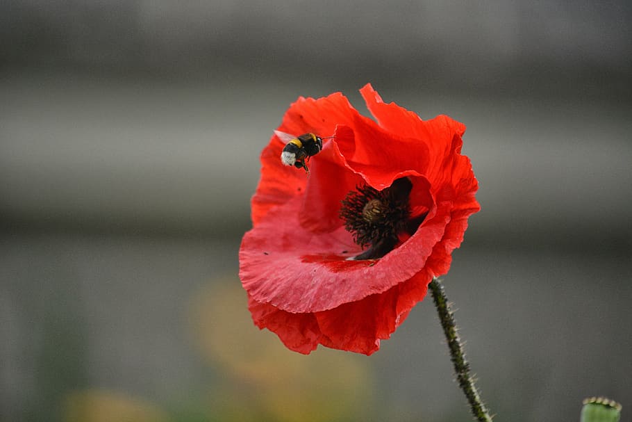 closeup photo of bumble bee perching on red poppy flower, bourdon, HD wallpaper