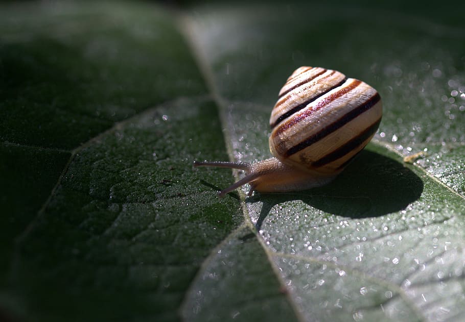 snail, leaf, wet, shell, light, nature, garden, mollusk, gastropod HD wallpaper