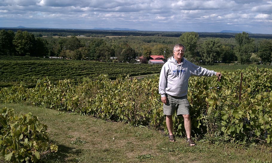 vineyards, quebec, romance, canada, person, plant, growth, one person HD wallpaper