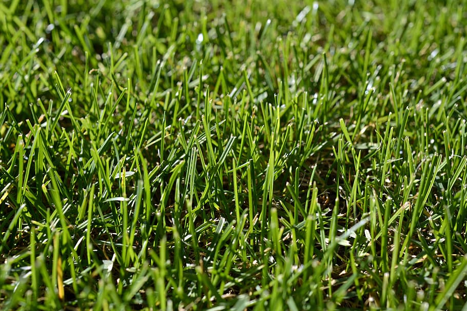 shallow focus photo of grasses, green, rush, nature, green grass HD wallpaper