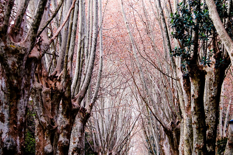 Garden, Hamma, Algiers, tree, nature, branch, tree Trunk, forest HD wallpaper