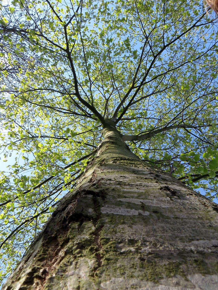 tree, tribe, green, spring, plant, nature, grow, forest, branch HD wallpaper