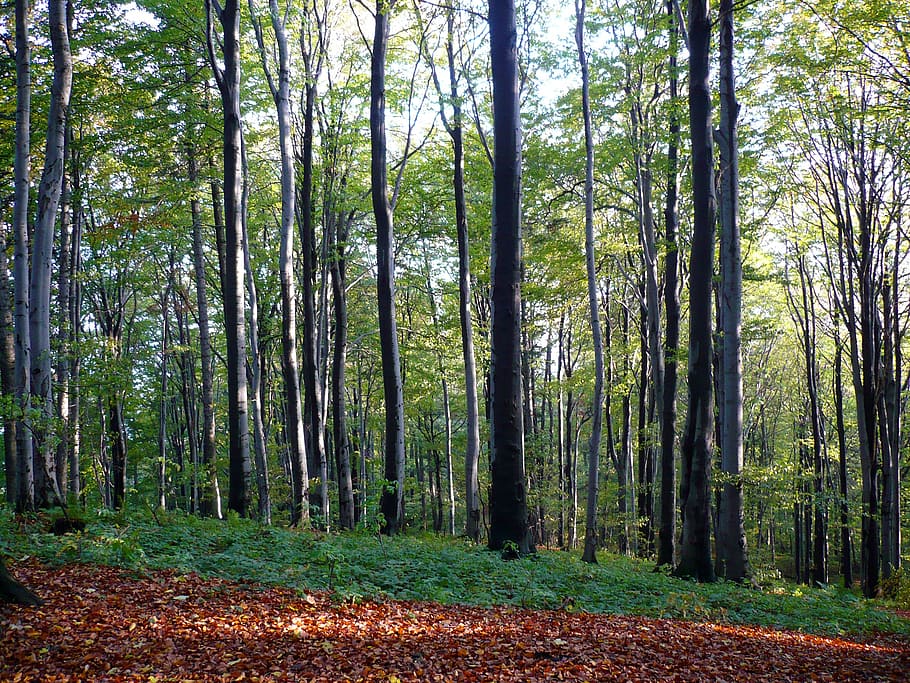forest, tree, autumn, nature, foliage, view, land, plant, woodland HD wallpaper