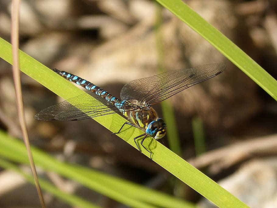 dragonfly, blue, leaves, river, autumn, insect, invertebrate HD wallpaper
