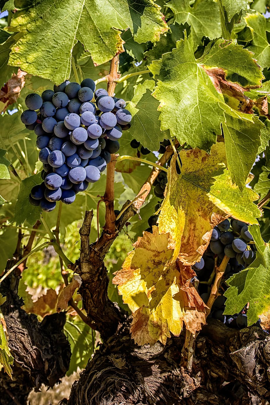 grape, cluster, vine, vineyard, vine leaves, cep, fruit, leaf HD wallpaper