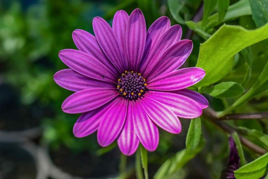 purple African daisy blooming at daytime, nature, flora, flower, HD wallpaper