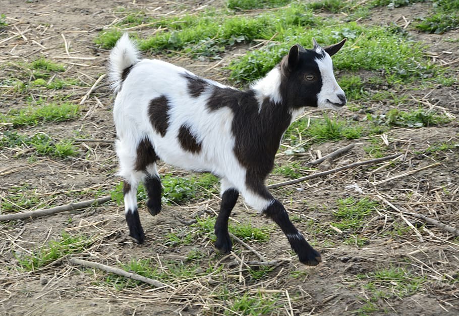 goat, black, white, domestic, pets, domestic animals, animal themes HD wallpaper