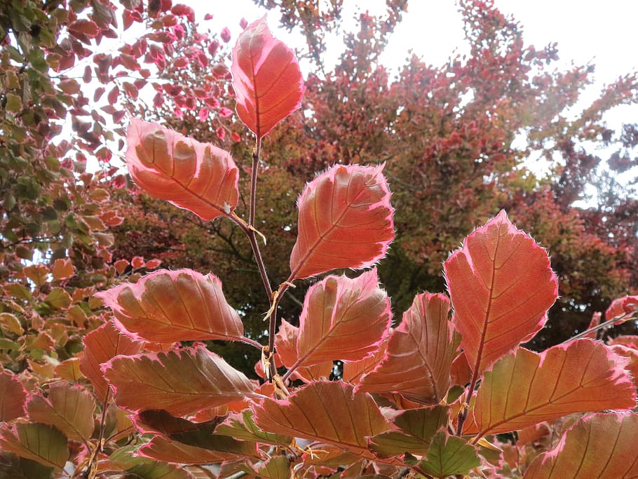 fagus sylvatica, european beech, common beech, leaves, branch HD wallpaper